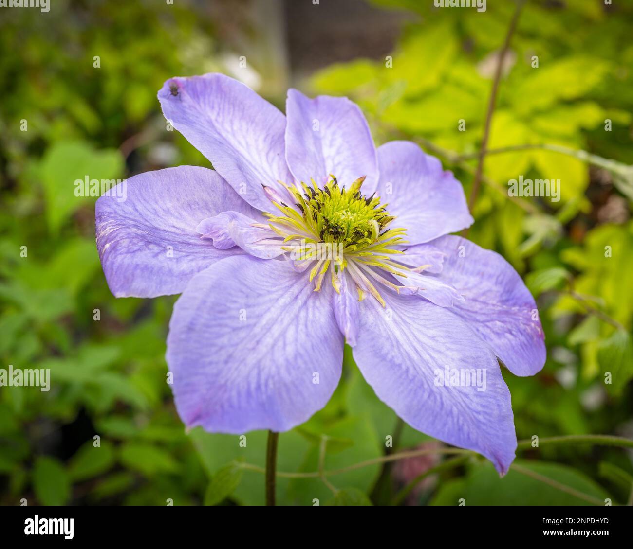Clematis luce blu. Foto Stock
