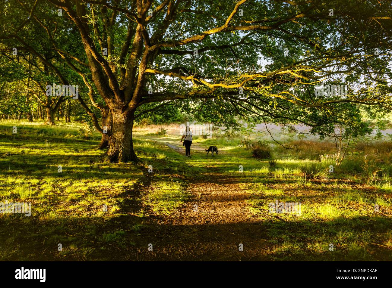 Una passeggiata di mattina presto in bosco lungo il bordo della terra comune. Foto Stock