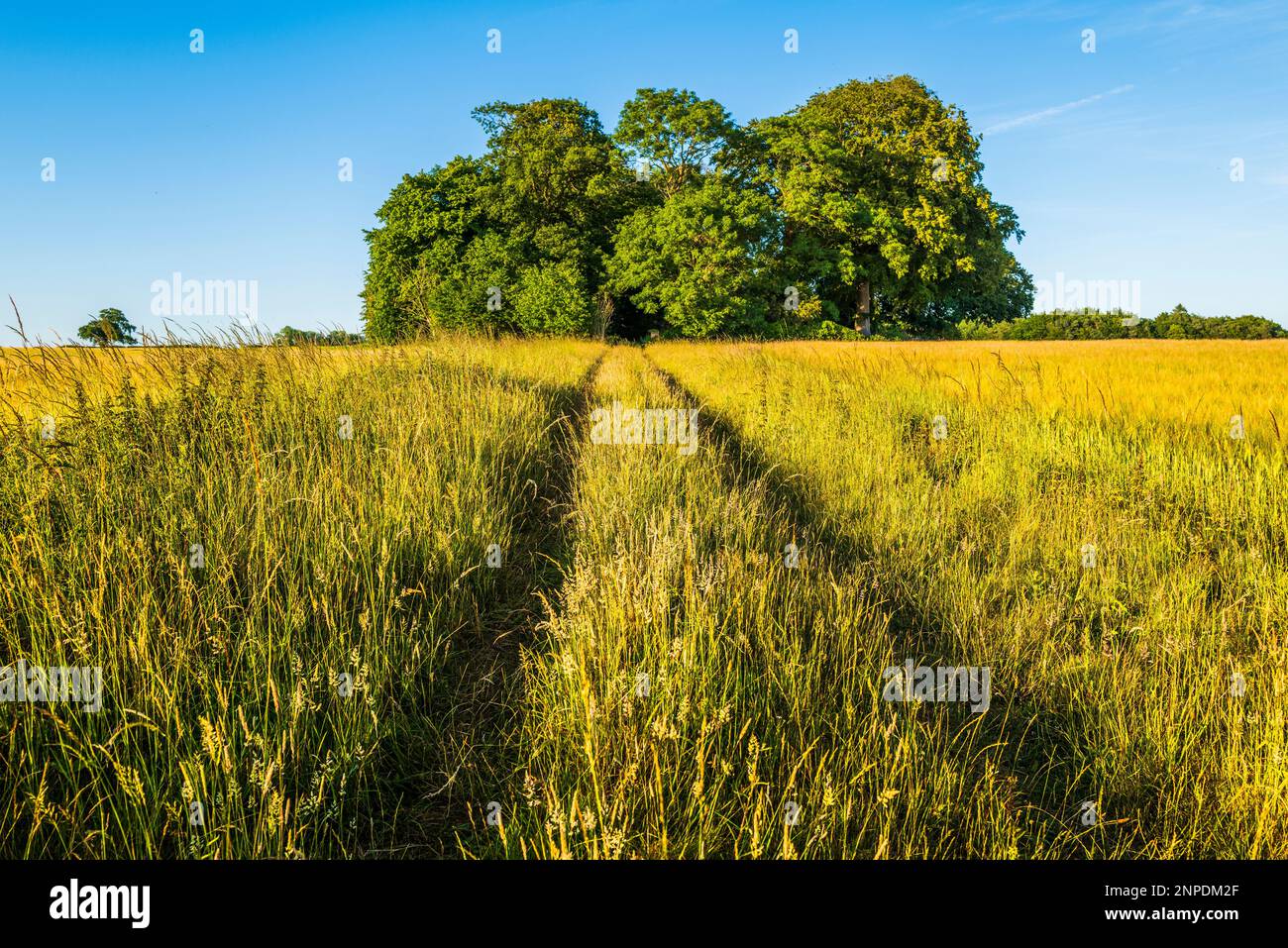 La fattoria che conduce alla chiesa di tutti i Santi a Barmer che è nascosto nella copse. Foto Stock