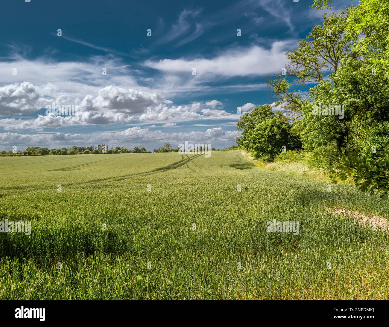 Vista su un campo di grano fino a una chiesa del villaggio. Foto Stock