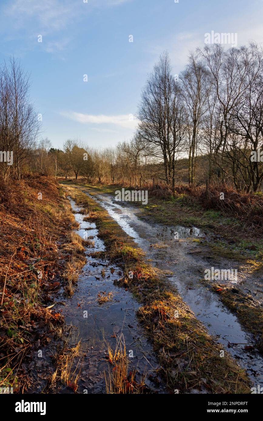 Sentiero a Cleddon vicino a Trellech nella bassa valle di Wye. Foto Stock