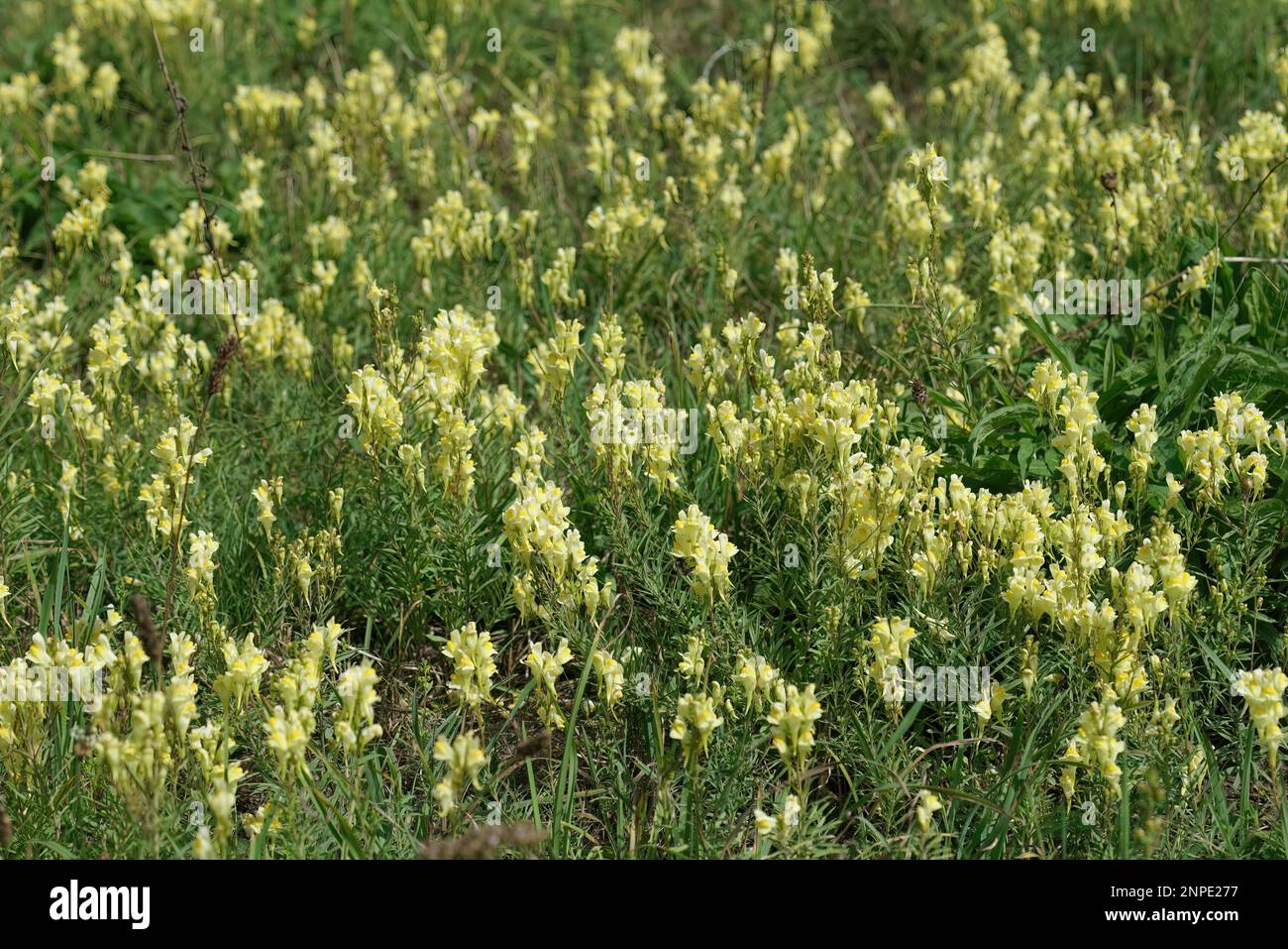 Primo piano naturale su abbondanti fiori gialli a fiore comune di toadflax o burro-e-uova, Linaria vulgaris Foto Stock