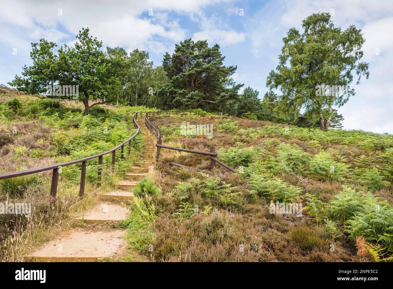 Gradini di legno e ringhiere conducono su una collina lontano da Dersingham Bog nel Norfolk occidentale. Foto Stock