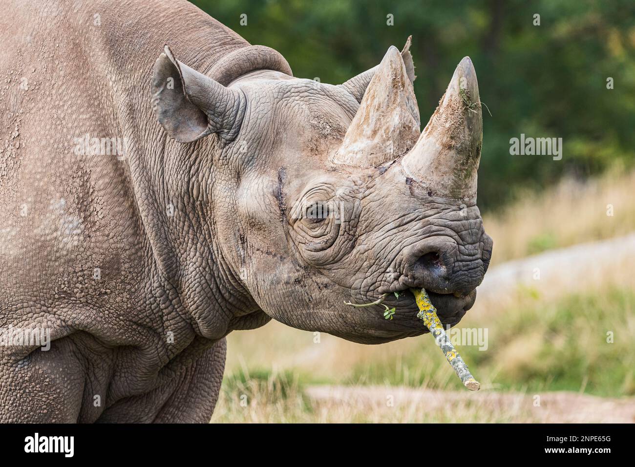 Primo piano di un rinoceronte nero che mastica un bastone nella prateria in uno zoo del Cheshire. Foto Stock