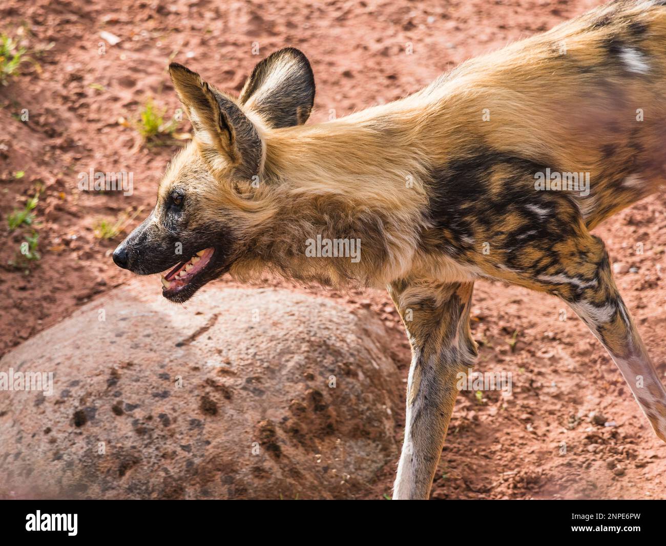 Primo piano di un cane dipinto in rapido movimento sul rampino in uno zoo Cheshire. Foto Stock