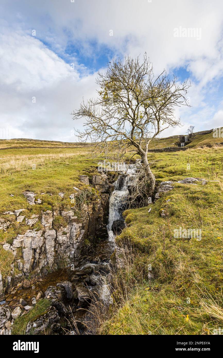 Un giovane albero solitario catturato accanto ad una cascata nella zona di Upper Wharfedale delle Yorkshire Dales. Foto Stock