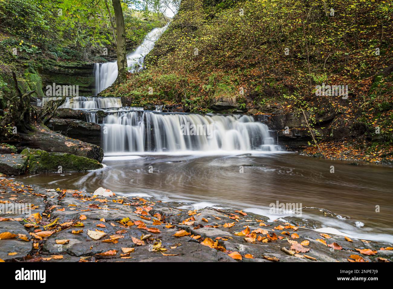 Foglie di colore dorato viste accanto all'acqua che scorre velocemente a Scaleber Force mentre Stockdale Beck si trasforma in Scaleber Beck. Foto Stock