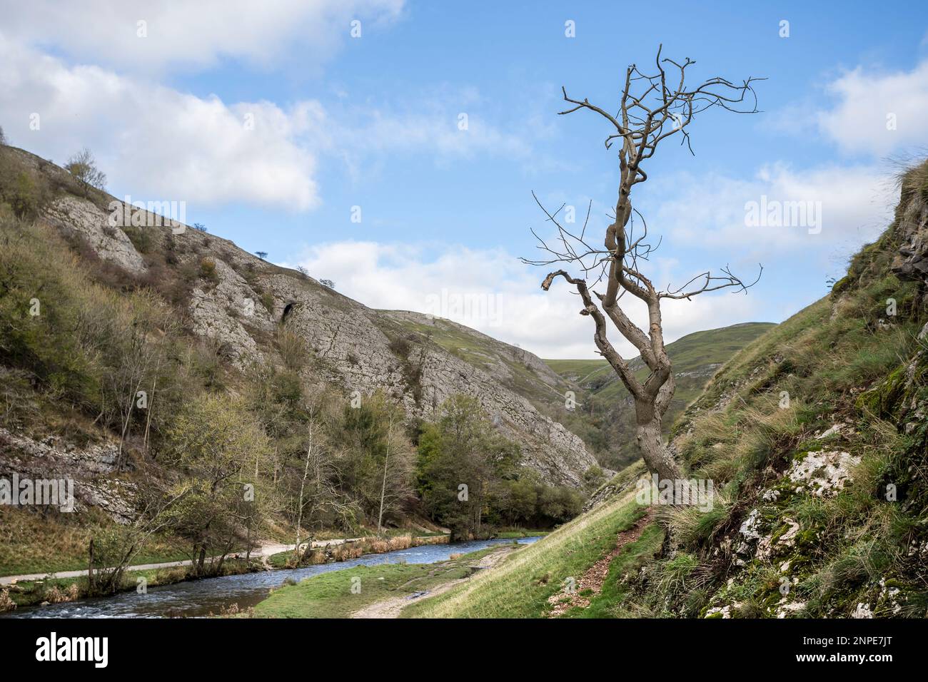 Un albero isolato raffigurato parte a monte della valle calcarea di Dovedale sopra il fiume dove. Foto Stock