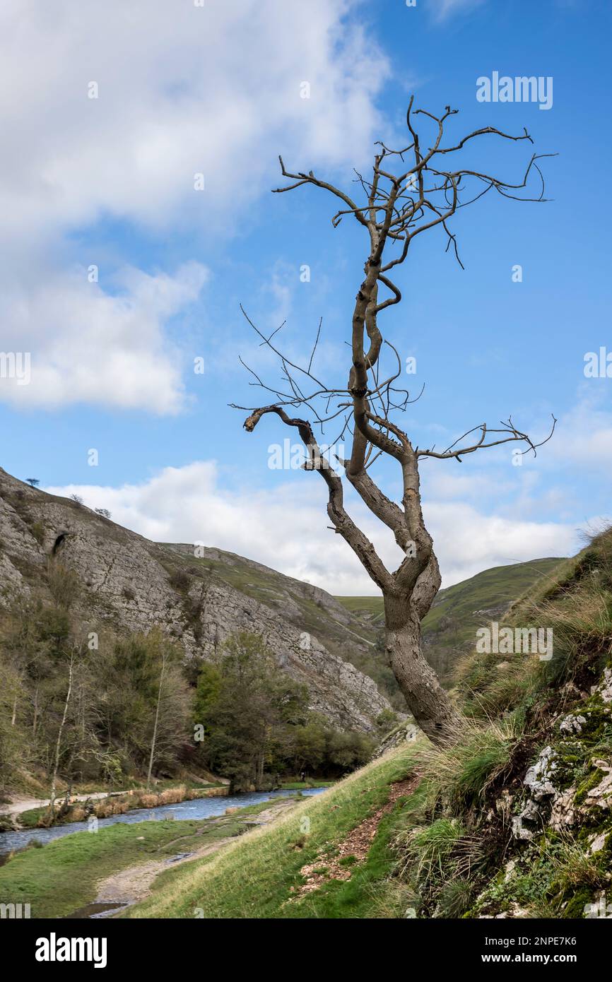 Primo piano di un albero solitario sul lato della valle calcarea di Dovedale nel Derbyshire. Foto Stock