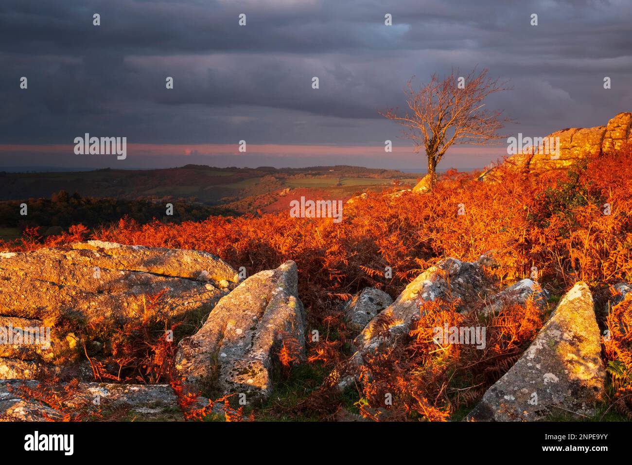 La luce della sera riscalda le pietre e salmerino al naso di Bowerman a Dartmoor. Foto Stock