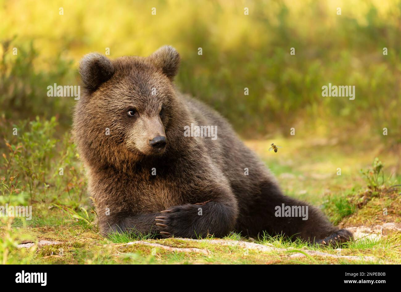 Primo piano di un carino orso bruno eurasiatico che guarda da vicino un'ape volante, Finlandia. Foto Stock