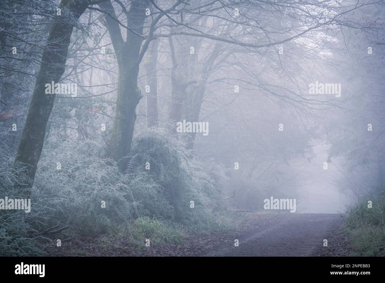 Nebbia gelante nel bosco vicino a Kingston in Dorset. Foto Stock