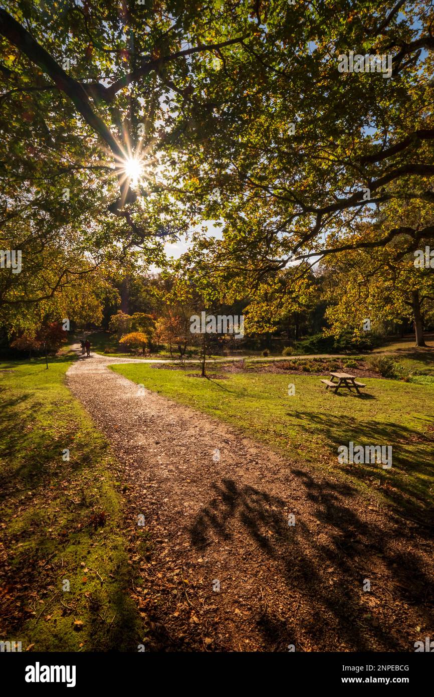 La luce del sole filtra attraverso gli alberi a Exbury Gardens nella New Forest. Foto Stock