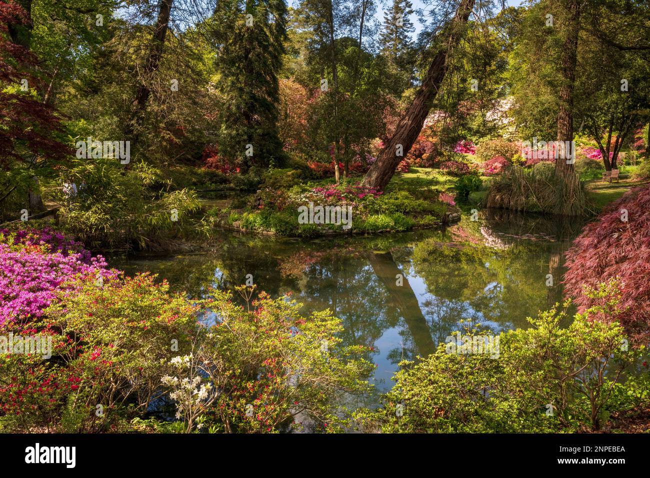 Fiori in fiore presso i giardini Exbury nella New Forest. Foto Stock