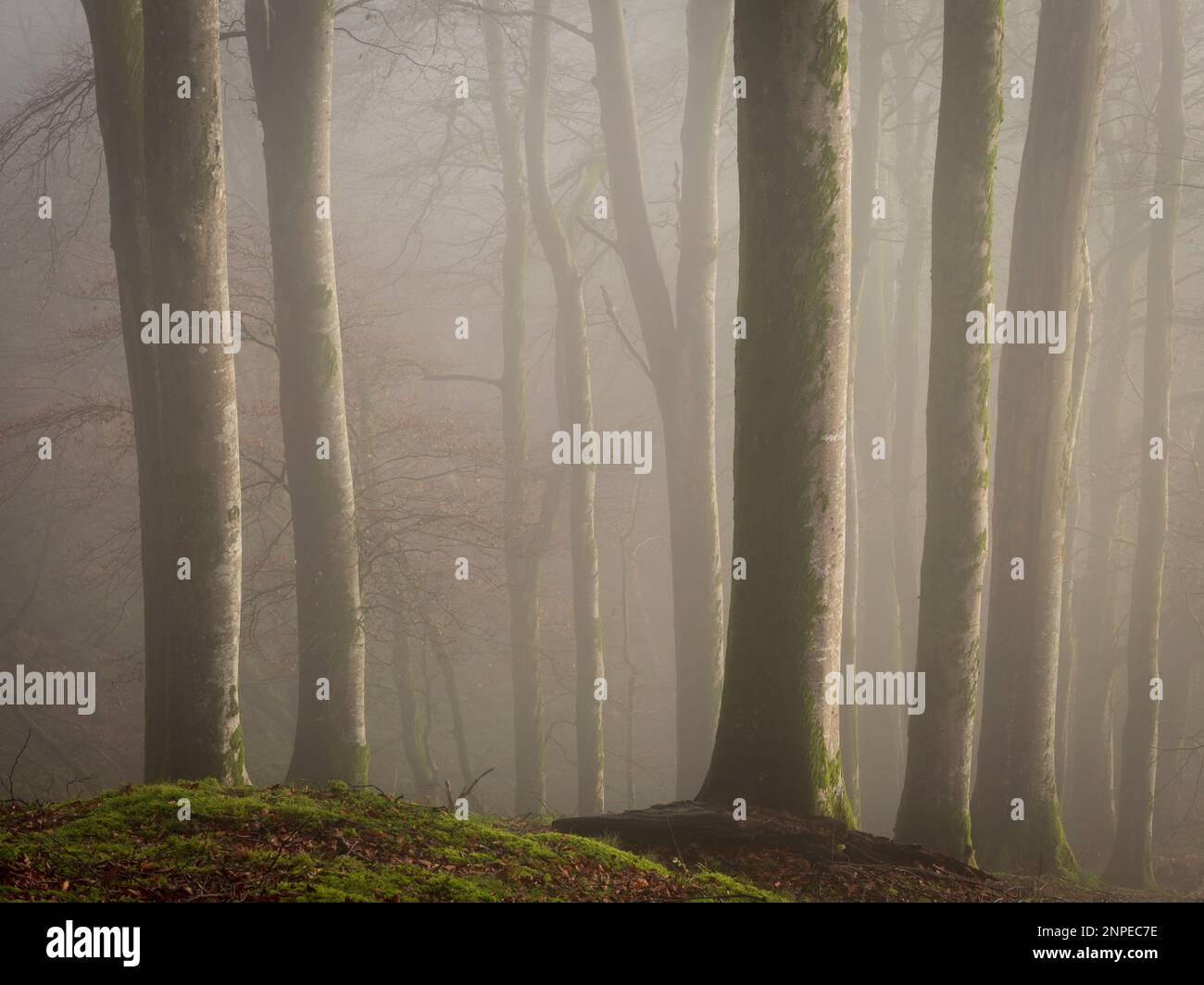 Faggi nella nebbia in una mattina nebbiosa d'inverno. Foto Stock