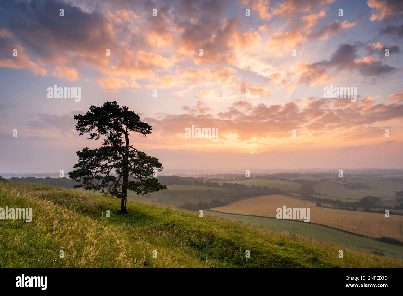 Un pino solitario che domina la vale di Pewsey all'alba. Foto Stock