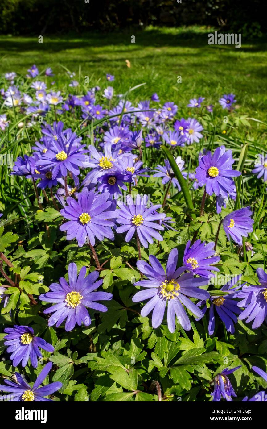 Primo piano di fiori blu di anemone blanda in un giardino in primavera. Foto Stock