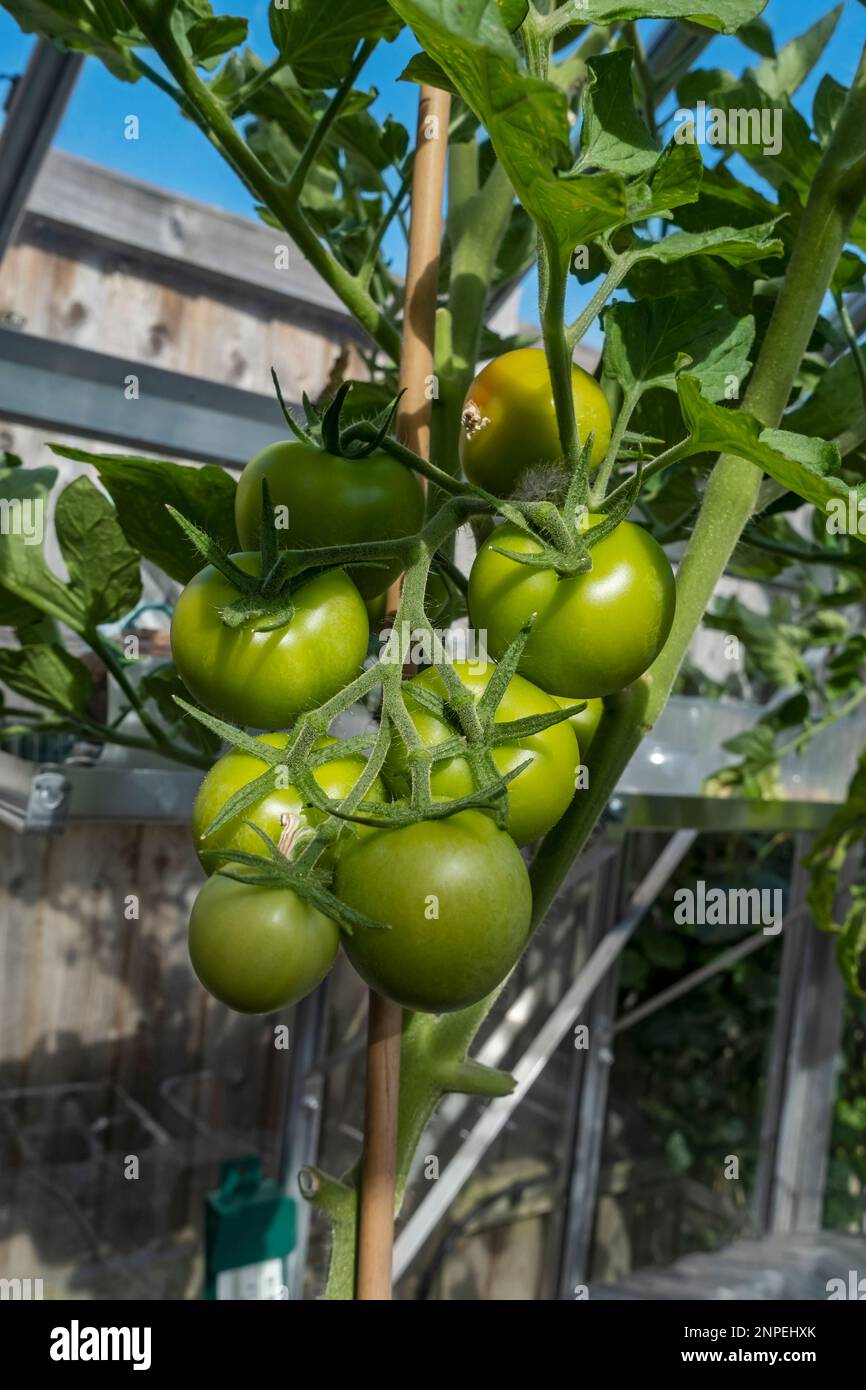 Primo piano di capriate di pomodori i giardinieri deliziano crescere in una serra domestica in estate. Foto Stock