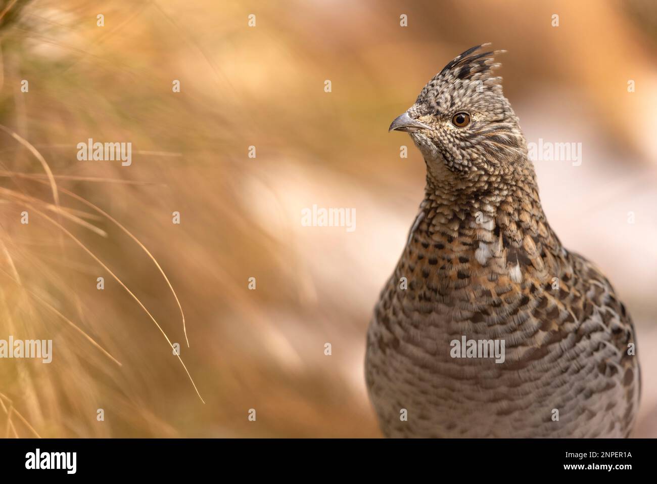 Ruffed Grouse nella foresta sottobosco. Foto Stock