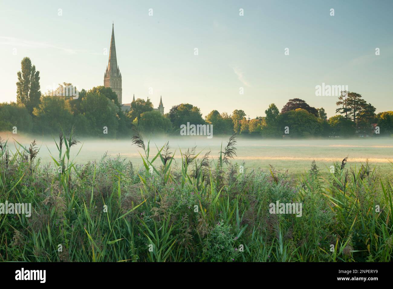 Salisbury Cathedral visto attraverso Harnham Water Meadows in una mattinata d'estate. Foto Stock