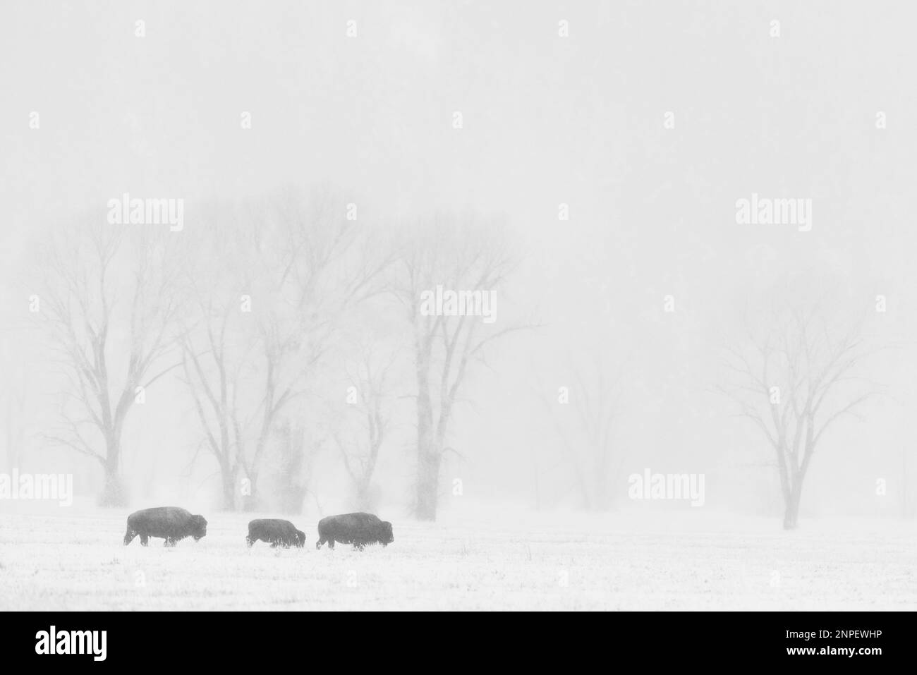 Bisonti camminando attraverso le pianure coperte di neve in una mattinata nebbiosa. Foto Stock