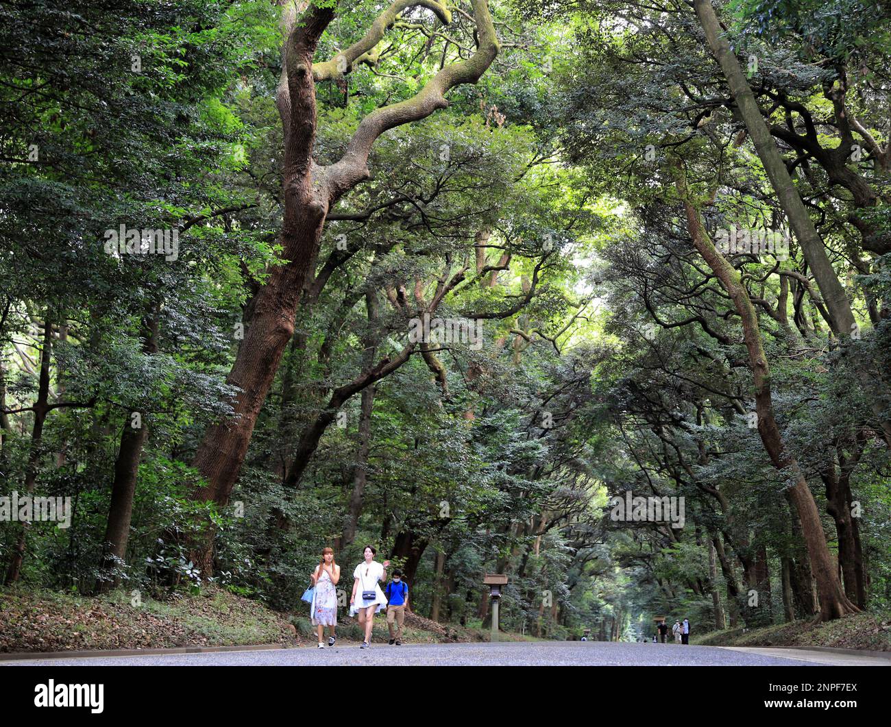 Trees of Camphor Laurel, Castanopsis, Evergreen Oak and others are ...