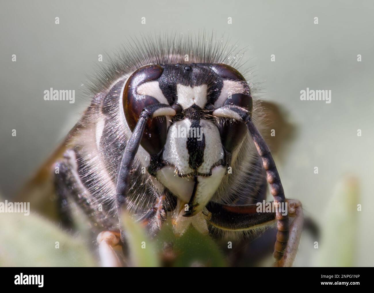 Vista frontale estremamente ravvicinata del calabrone dalla faccia calva che mostra i dettagli della testa Foto Stock