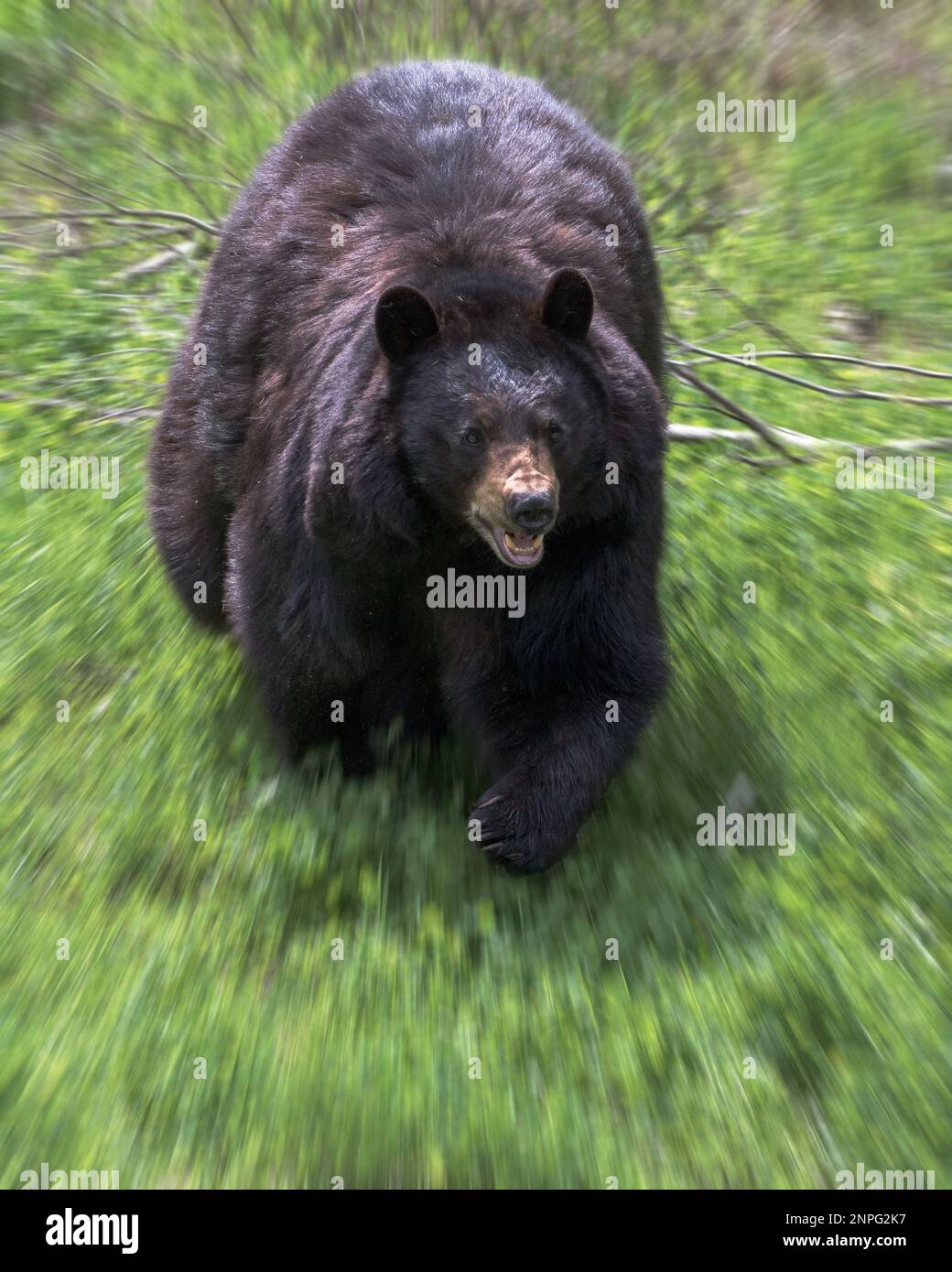 Bocca aperta che attacca l'Orso Nero che corre verso lo spettatore Foto Stock