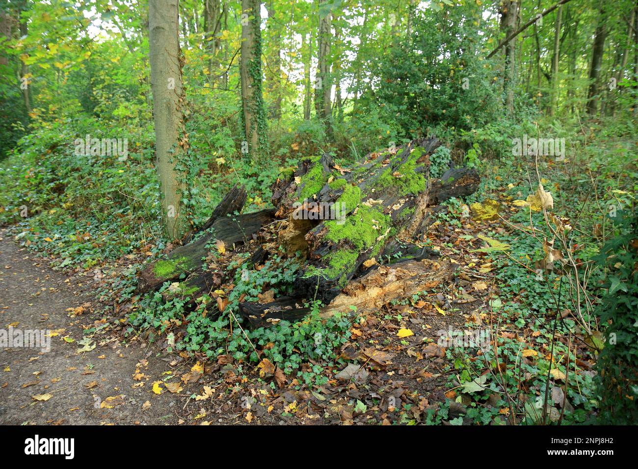 Vecchio muschio coperto tronchi d'albero in un paesaggio boschivo Foto Stock