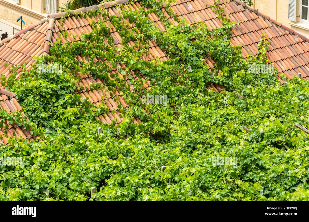 La pianta del vino copre il tetto di una casa - Merano in Alto Adige, Trentino Alto Adige, Italia settentrionale Foto Stock