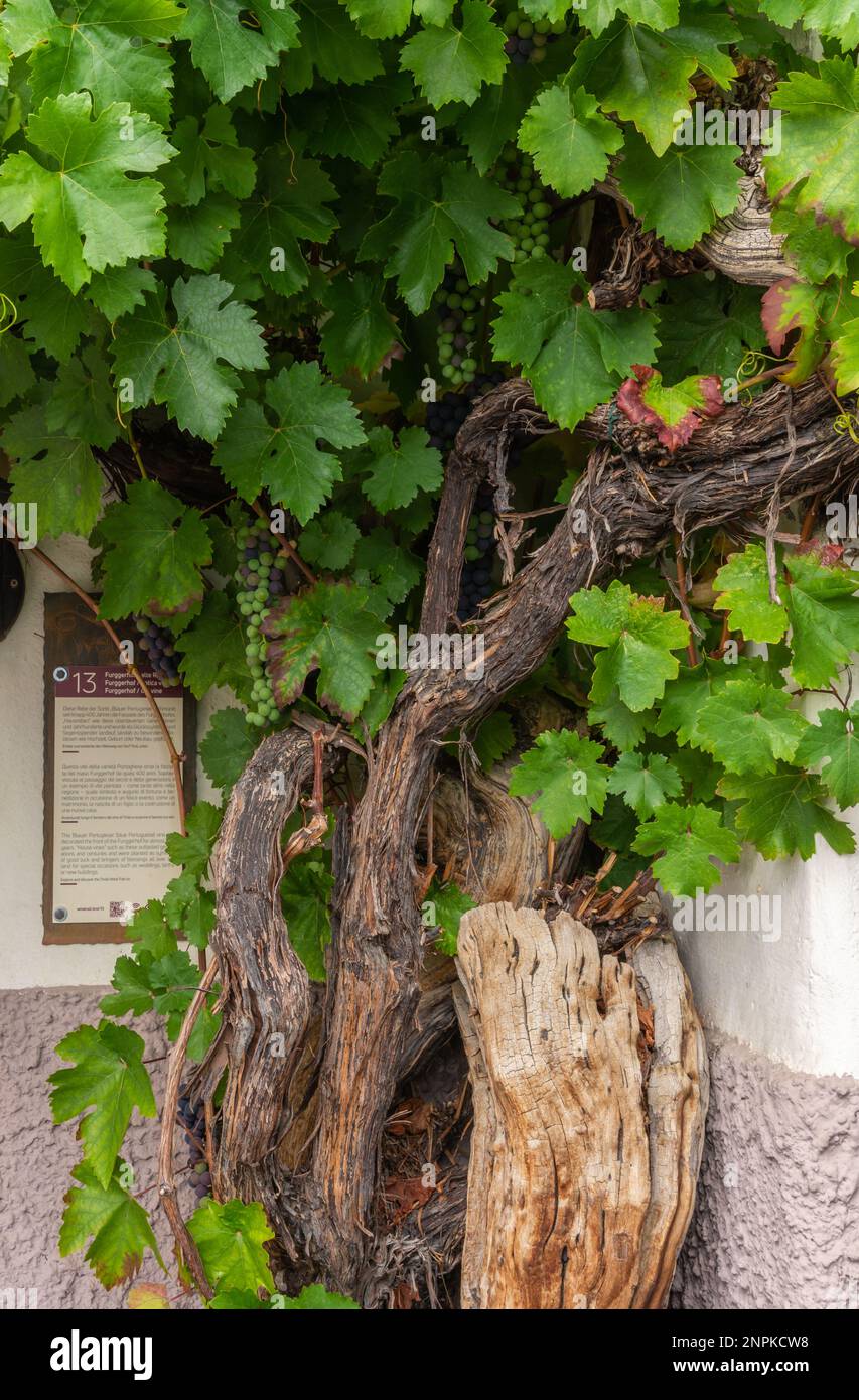 Vite portoghese . Quasi 400 anni fa la vite sale la facciata di un edificio del Tirolo in Alto Adige, provincia di Bolzano, Italia settentrionale - Foto Stock