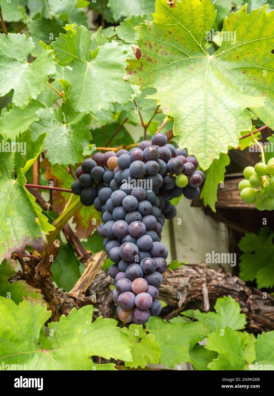 Vite portoghese . Quasi 400 anni fa la vite sale la facciata di un edificio del Tirolo in Alto Adige, provincia di Bolzano, Italia settentrionale - Foto Stock