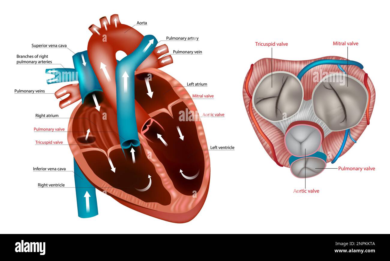 Struttura dell'anatomia delle valvole cardiache. Valvola mitrale, valvola polmonare, valvola aortica e valvola tricuspide. Vista anteriore del cuore e normale Illustrazione Vettoriale