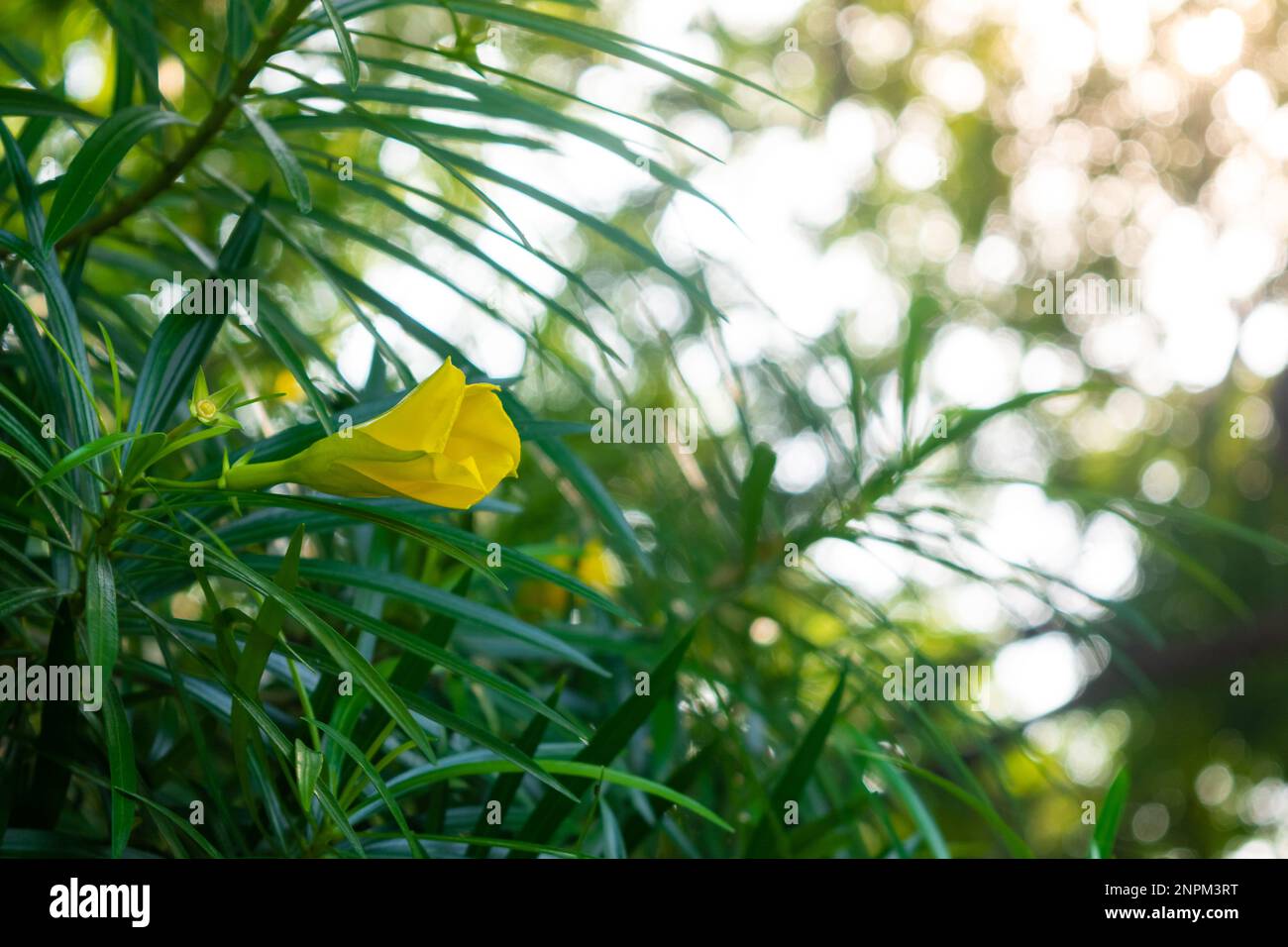 Fiore giallo oleandro su albero con foglie verdi Foto Stock