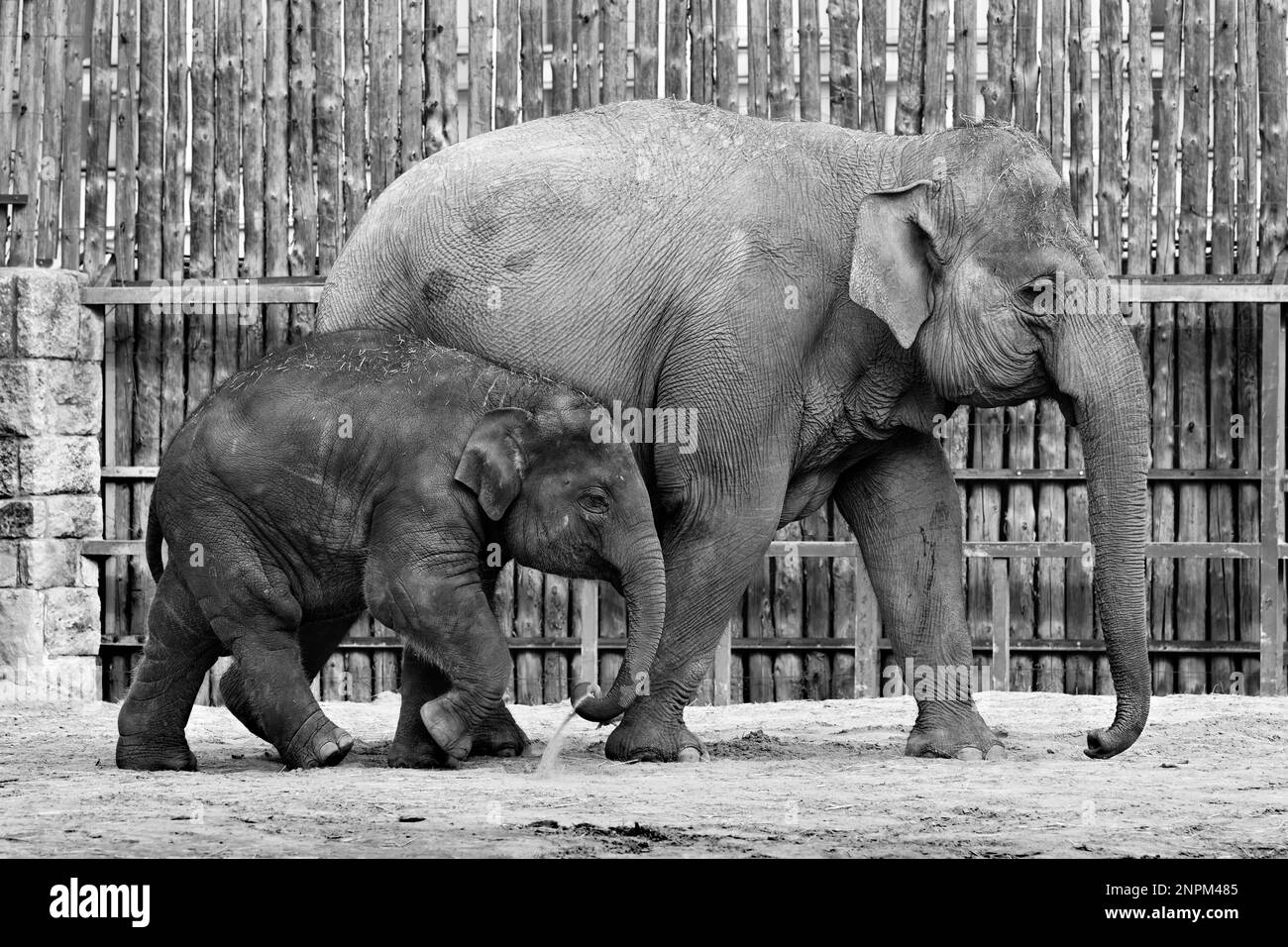 Giovane elefante che cammina accanto all'elefante madre adulta in bianco e nero Foto Stock
