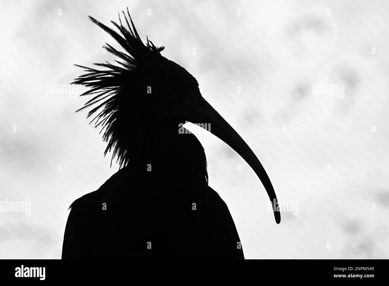 Silhouette bianca e nera di ibis calvo settentrionale con becco agganciato e piume su sfondo chiaro all'interno di uno zoo Foto Stock
