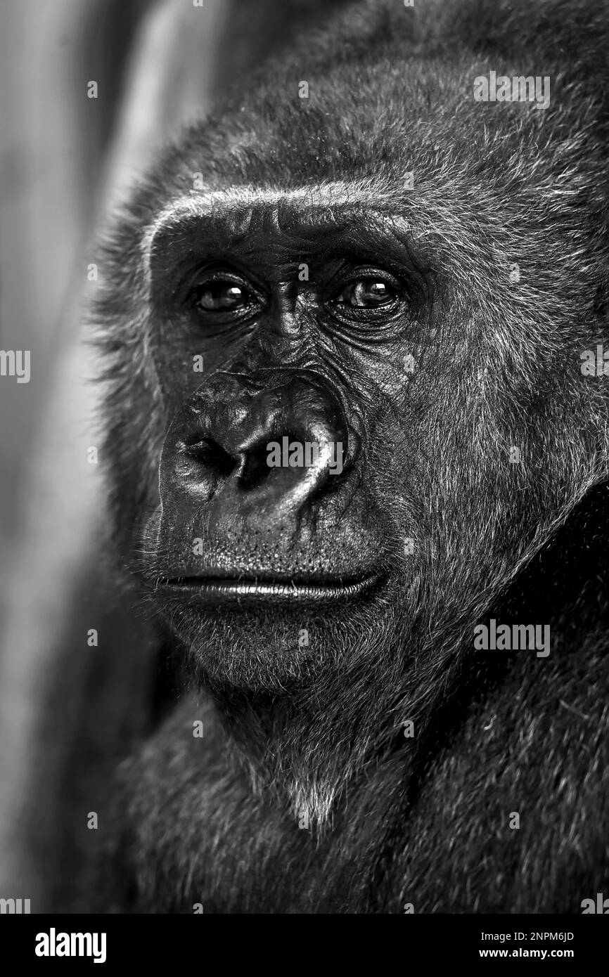 Ritratto di un gorilla premuroso in uno zoo che fissa la fotocamera in bianco e nero Foto Stock