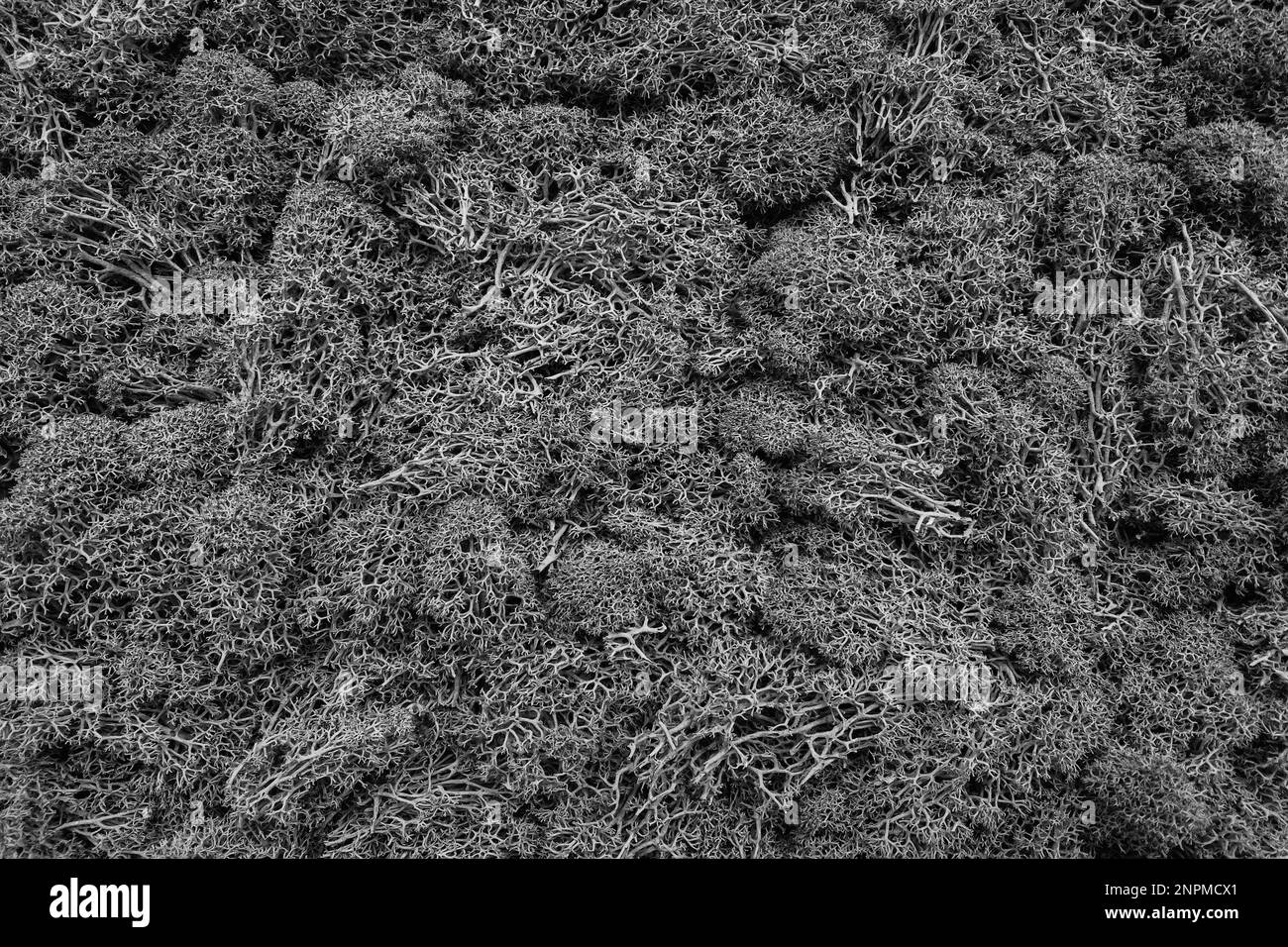 Foglie nere e bianche di fondo di tessitura della pianta Foto Stock