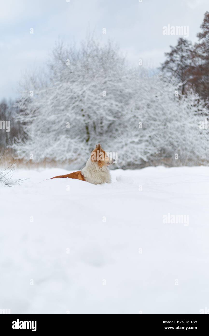 Cane gallese Corgi Pembroke in paesaggio invernale. Cane felice nella neve Foto Stock