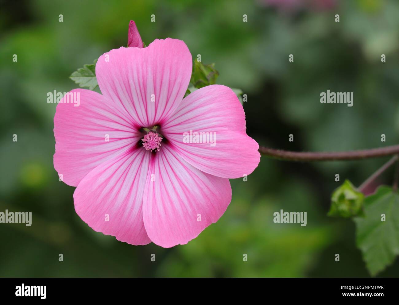 Primavera, Portogallo. Many Manows Annual anche conosciuto come Rose Mallow o Royal Mallow. Lavatera rosa in piena fioritura in un ambiente naturale. Famiglia Malvaceae. Foto Stock