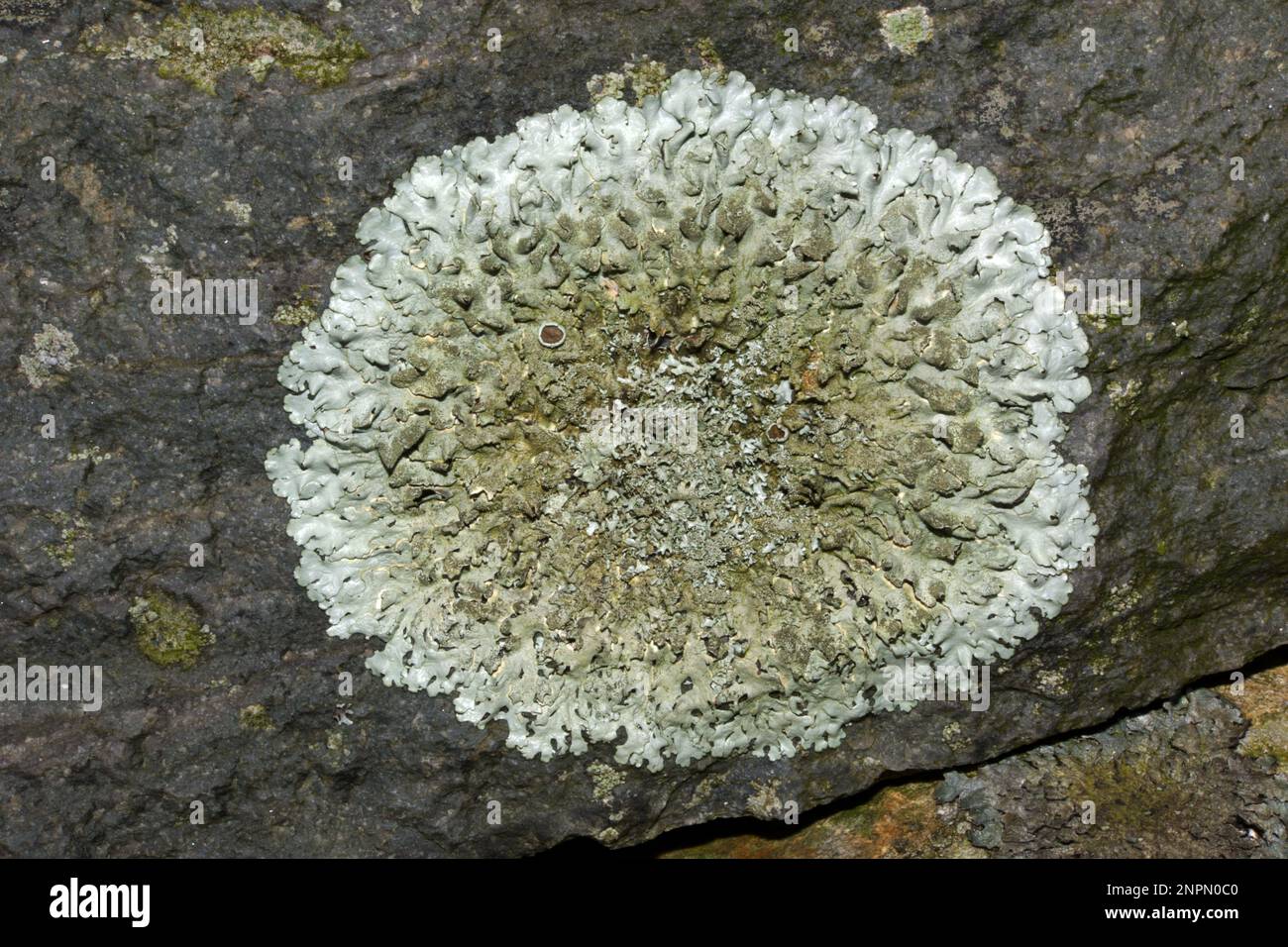 La cospersa Xanthoparmelia (shield roccioso pepperato) è ampiamente distribuita in zone temperate che crescono su rocce silicee. Foto Stock