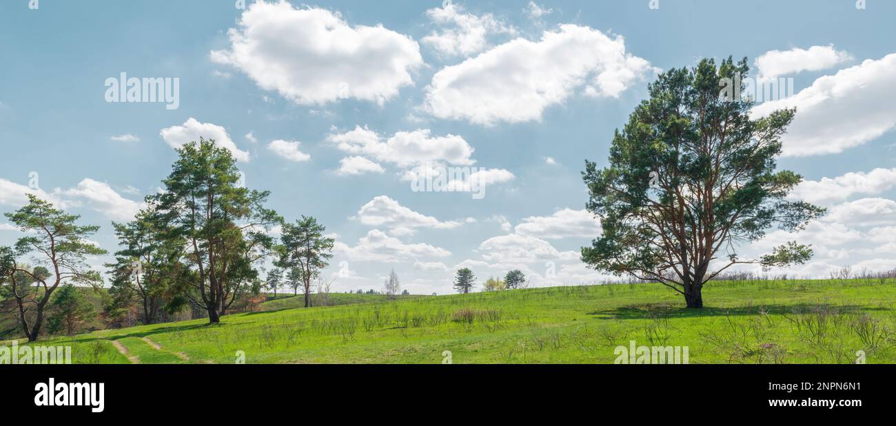 Immagine di intestazione campagna estiva. Campo verde con strada e pinete testata sito Foto Stock
