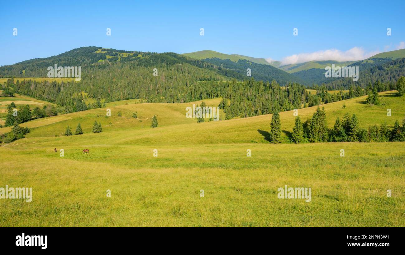 paesaggio di campagna con prato in montagna. ampio paesaggio rurale con campi verdi e colline boscose in una mattinata estiva Foto Stock