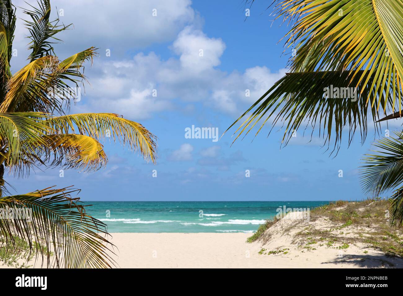 Vista pittoresca sulla spiaggia tropicale con sabbia bianca e palme da cocco. Resort turistico sull'isola dei Caraibi Foto Stock