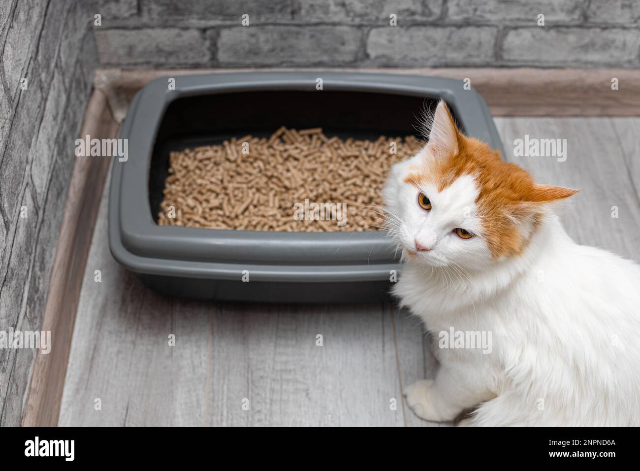 gatto domestico sullo sfondo della scatola di cucciolata gatto. gatto vicino alla scatola di lettiera. gatto va al gabinetto. Foto Stock