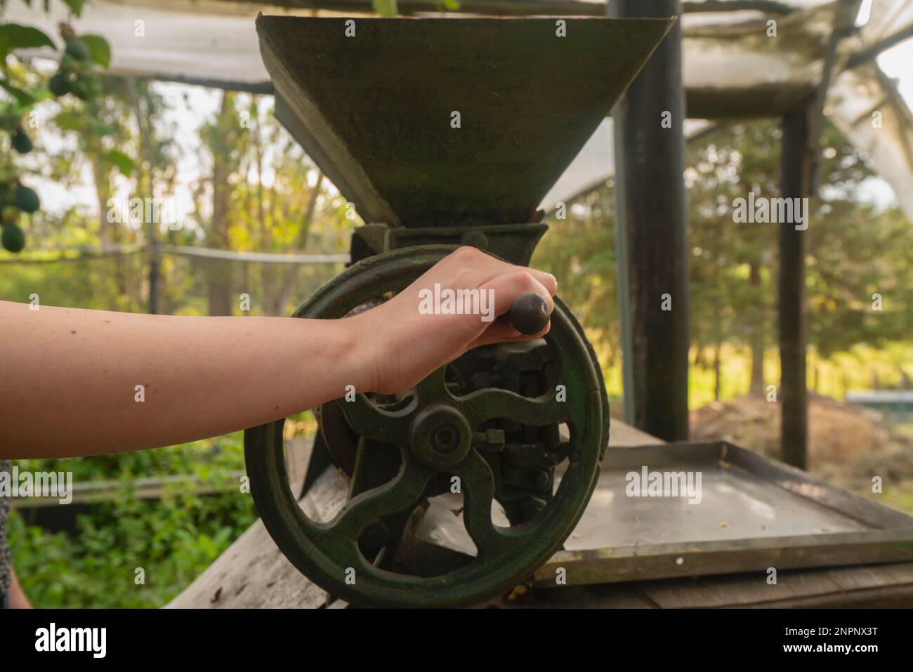 Primo piano della mano della donna che gestisce un piccolo mulino verde a manovella per macinare il caffè all'interno di una serra con piante verdi sfondo Foto Stock