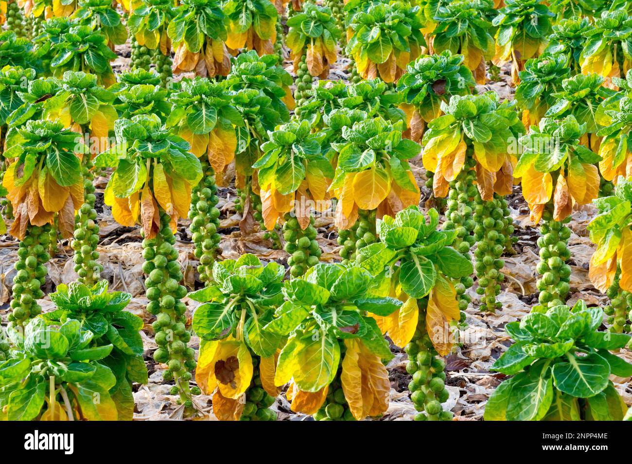 I germogli di Brussel (brassica) lasciarono l'inverno e maturarono in un campo prima di essere raccolti, Angus, Scozia, Regno Unito. Foto Stock