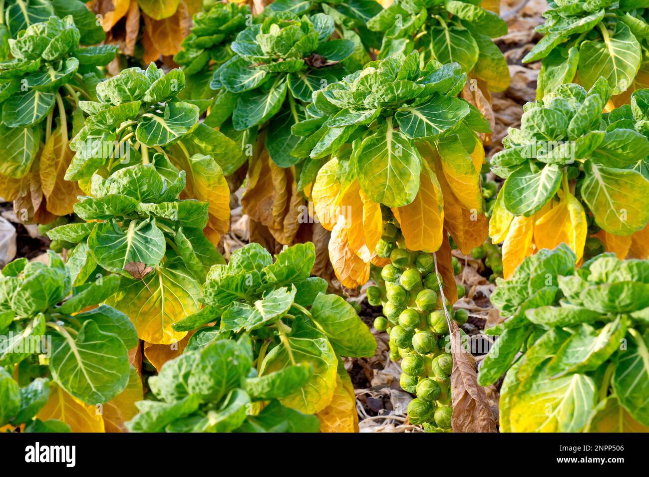 I germogli di Brussel (brassica) lasciarono l'inverno e maturarono in un campo prima di essere raccolti, Angus, Scozia, Regno Unito. Foto Stock