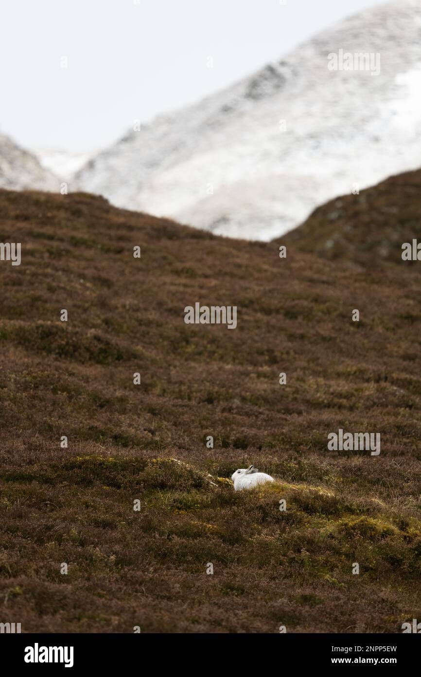 Lepre di montagna (Lepus timidus) in cappotto invernale - cospicua sulla collina scozzese marrone con una mancanza di neve - Coignashie, Highland, Scozia, UK Foto Stock