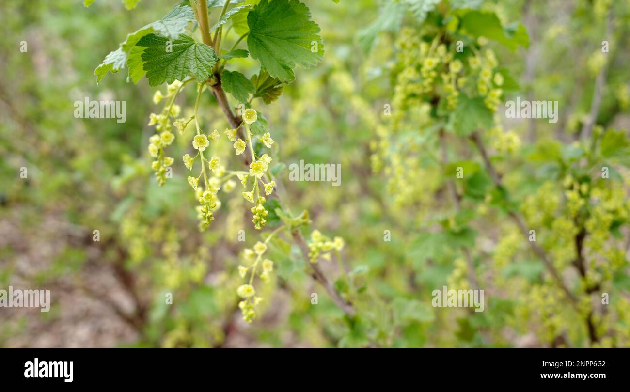 Un cespuglio di ribes rosso in aprile con incospicui fiori giallo-verdi. Foto Stock